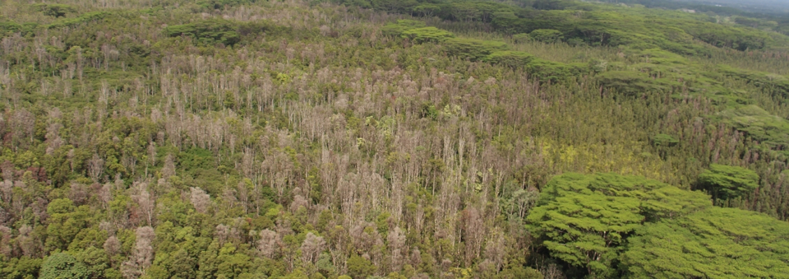 ohia skeletons