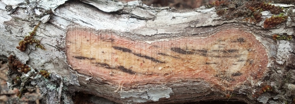 Dark vertical stains in sapwood: ROD