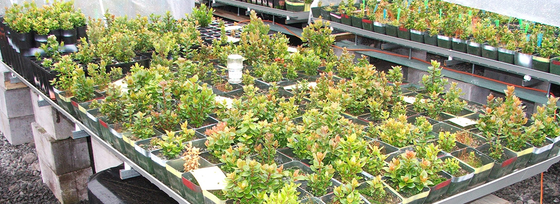 Ohia seedlings