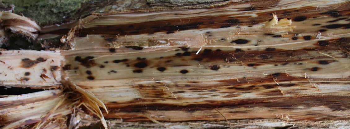 Dark stains under bark of infected tree