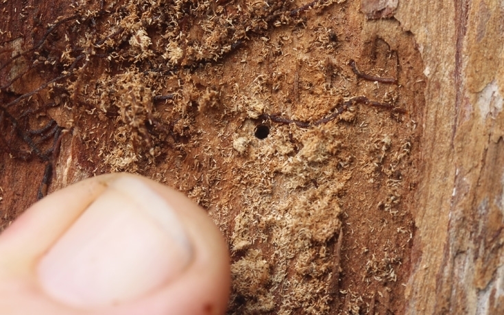 Fine boring dust produced by ambrosia beetles contains large numbers of fungal spores. Windblown boring dust could spread the disease long distances. (Photo by JB Friday)