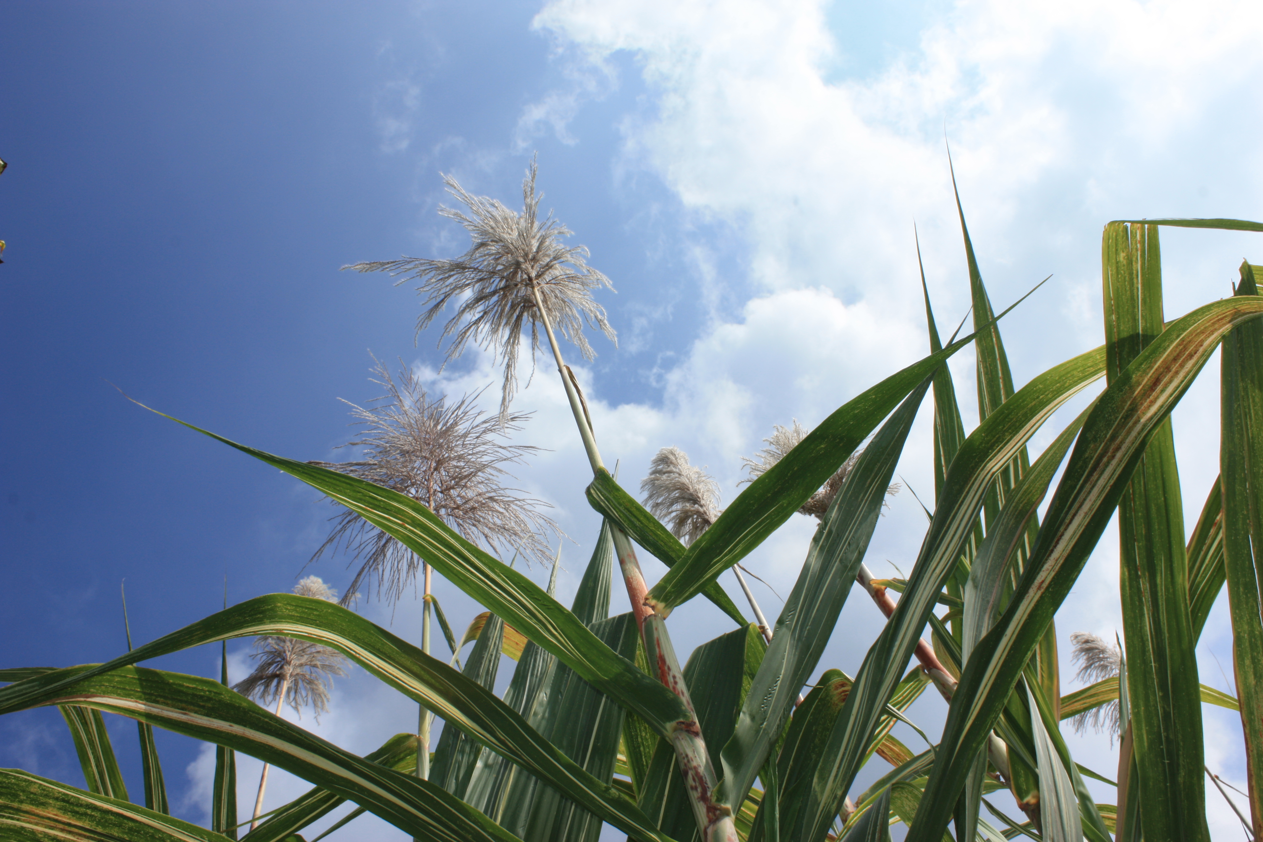 The Sugarcane Plant