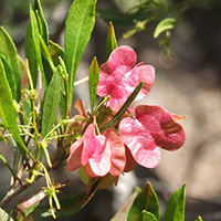 Aʻaliʻi, native plant