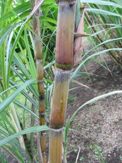 <b>LEHU</b> (‘Hairy Bamboo’)