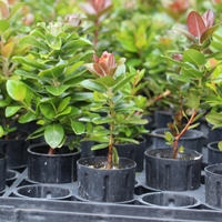 'Ohi'a seedlings in forest nursery. Photo: J.B. Friday