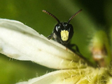 Hylaeus spp, yellow faced bee