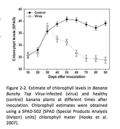 Figure 2-2. Estimate of chlorophyll levels in Banana Bunchy Top Virus-infected (virus) and healthy (control) banana plants at different times after inoculation. Chlorophyll estimates were obtained using a SPAD-502 [SPAD (Special Products Analysis Divison) units] chlorophyll meter (Hooks et al. 2007).