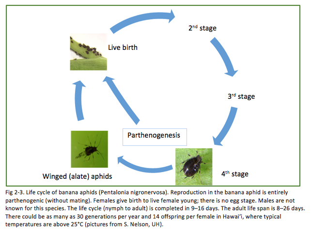 Fig 2-3. Life cycle of banana aphids (Pentalonia nigronervosa). Reproduction in the banana aphid is entirely parthenogenic (without mating). Females give birth to live female young; there is no egg stage. Males are not known for this species. The life cycle (nymph to adult) is completed in 9–16 days. The adult life span is 8–26 days. There could be as many as 30 generations per year and 14 offspring per female in Hawai‘i, where typical temperatures are above 25C (pictures from S. Nelson, UH).