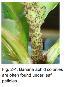 Fig. 2-4. Banana aphid colonies are often found under leaf petioles.