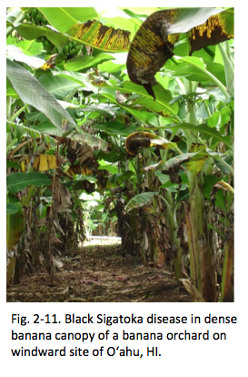 Fig. 2-11. Black Sigatoka disease in dense banana canopy of a banana orchard on windward site of O‘ahu, HI.
