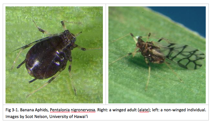 Fig 3-1. Banana Aphids, Pentalonia nigronervosa. Right: a winged adult (alate); left: a non-winged individual. Images by Scot Nelson, University of Hawai‘i