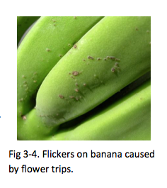 Fig 3-4. Flickers on banana caused by flower trips.