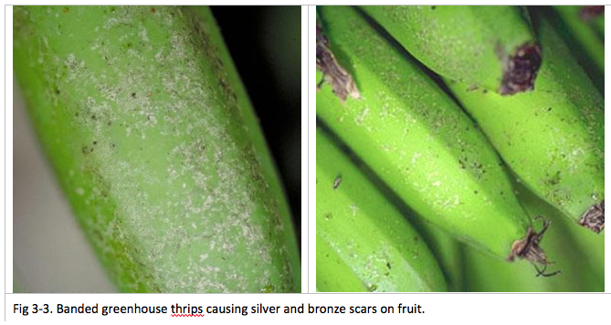 Fig 3-3. Banded greenhouse thrips causing silver and bronze scars on fruit.