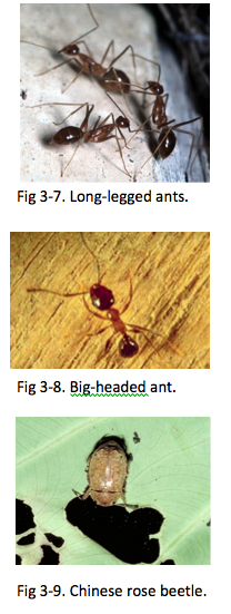 Fig 3-7. Long-legged ants. Fig 3-8. Big-headed ant. Fig 3-9. Chinese rose beetle.