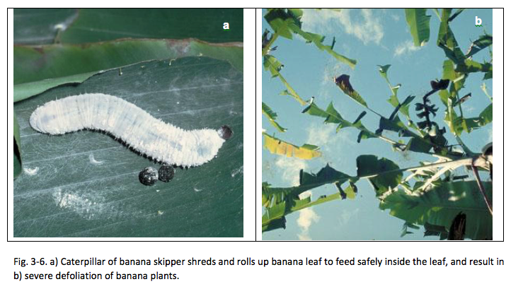 Fig. 3-6. a) Caterpillar of banana skipper shreds and rolls up banana leaf to feed safely inside the leaf, and result in b) severe defoliation of banana plants. 