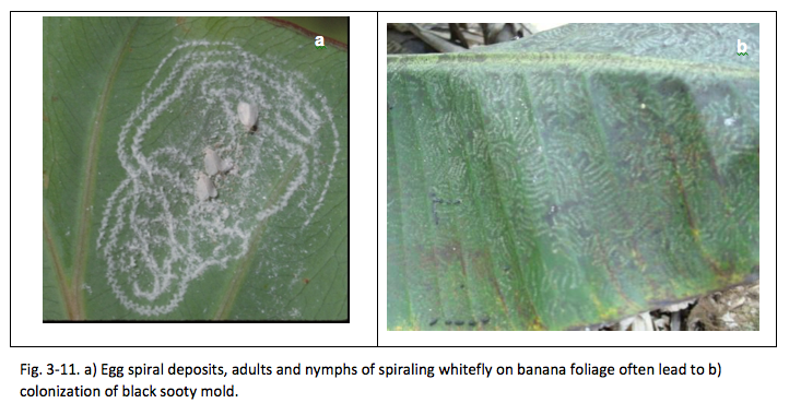 Fig. 3-11. a) Egg spiral deposits, adults and nymphs of spiraling whitefly on banana foliage often lead to b) colonization of black sooty mold. 
