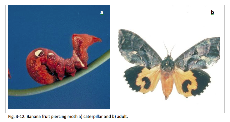 Fig. 3-12. Banana fruit piercing moth a) caterpillar and b) adult. 