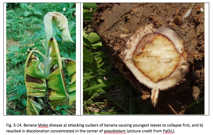 Fig. 3-14. Banana Moko disease a) attacking suckers of banana causing youngest leaves to collapse first, and b) resulted in discoloration concentrated in the center of pseudostem (picture credit from PaDIL). 