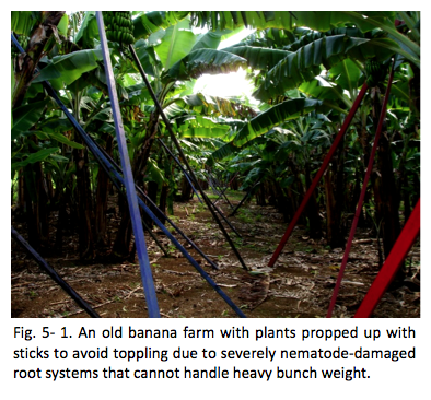 Fig. 5- 1. An old banana farm with plants propped up with sticks to avoid toppling due to severely nematode-damaged root systems that cannot handle heavy bunch weight.