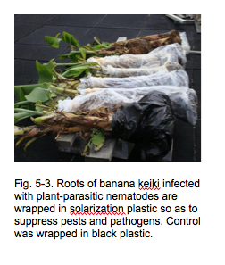 Fig. 5-3. Roots of banana keiki infected with plant-parasitic nematodes are wrapped in solarization plastic so as to suppress pests and pathogens. Control was wrapped in black plastic.