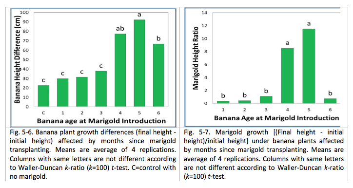 Fig. 5-6. Banana plant growth differences (final height - initial height) affected by months since marigold transplanting. Means are average of 4 replications. Columns with same letters are not different according to Waller-Duncan k-ratio (k=100) t-test. C=control with no marigold. Fig. 5-7. Marigold growth [(Final height - initial height)/initial height] under banana plants affected by months since marigold transplanting. Means are average of 4 replications. Columns with same letters are not different according to Waller-Duncan k-ratio (k=100) t-test.