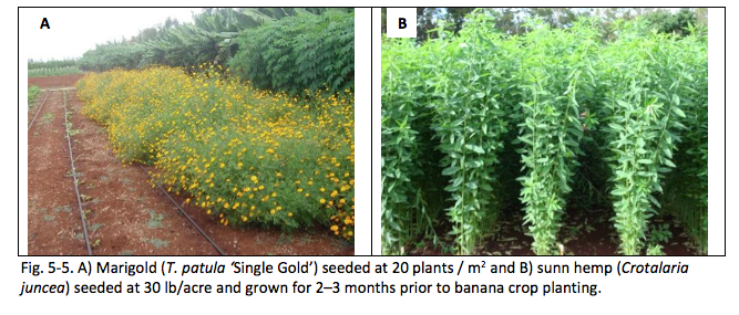 Fig. 5-5. A) Marigold (T. patula ‘Single Gold’) seeded at 20 plants / m2 and B) sunn hemp (Crotalaria juncea) seeded at 30 lb/acre and grown for 2–3 months prior to banana crop planting.