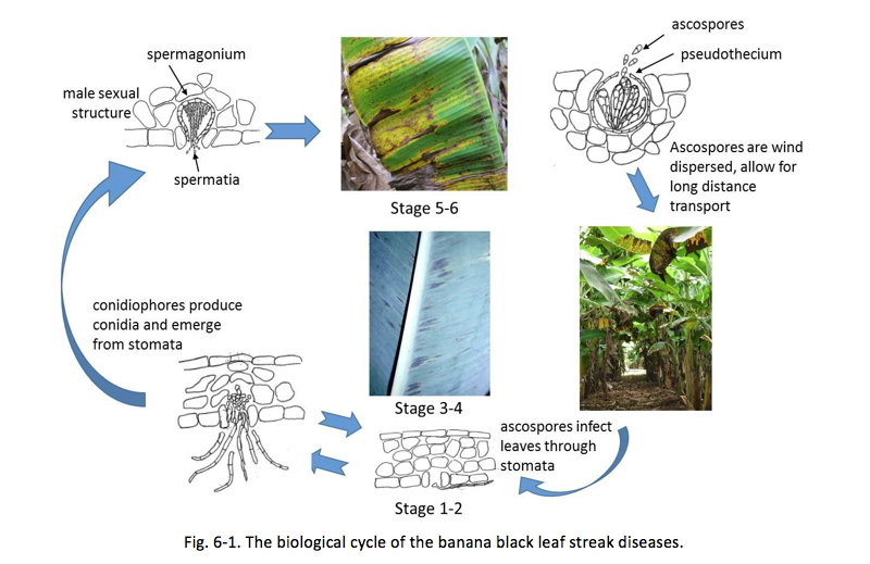 Fig. 6-1. The biological cycle of the banana black leaf streak diseases.