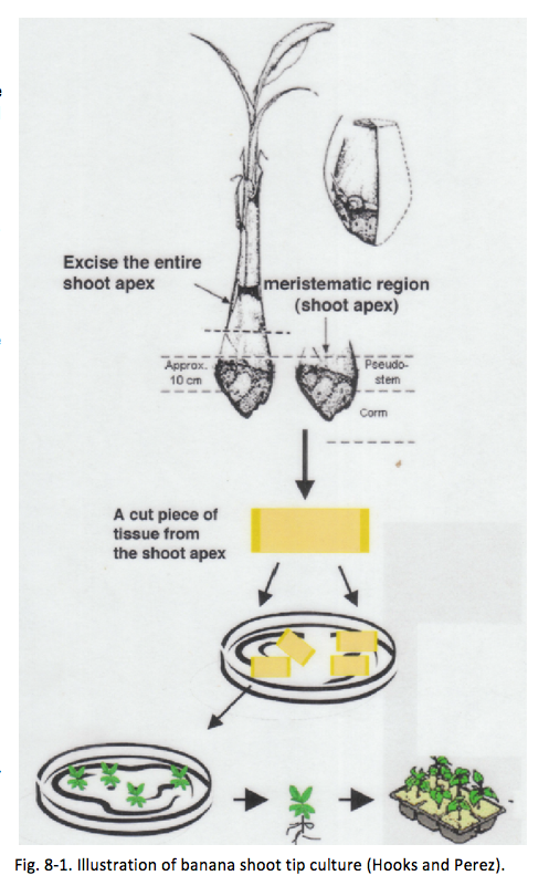 Fig 8-1. Illustration of banana shoot tip culture (Hooks and Perez)
