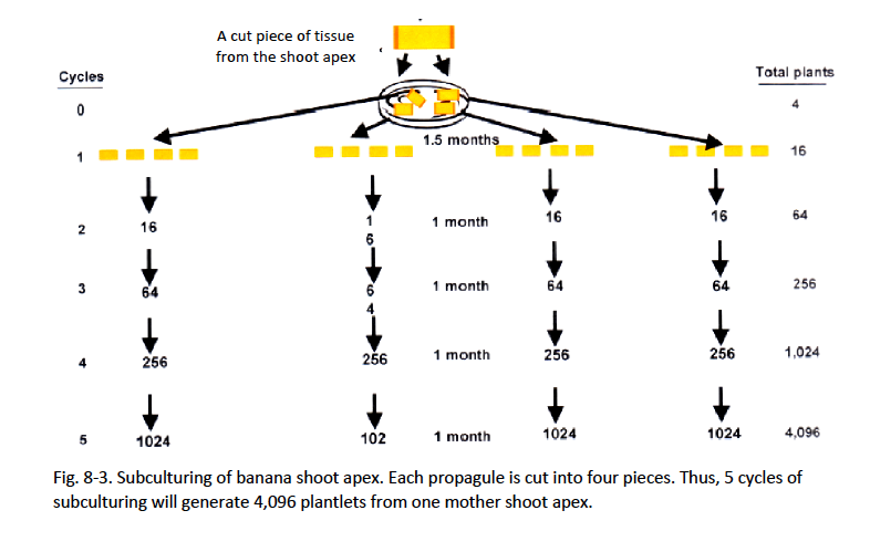 Fig. 8-3. Subculturing of banana shoot apex. Each propagule is cut into four pieces. Thus, 5 cycles of subculturing will generate 4,096 plantlets from one mother shoot apex.