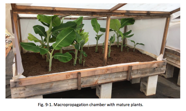 Fig. 9-1. Macropropagation chamber with mature plants.