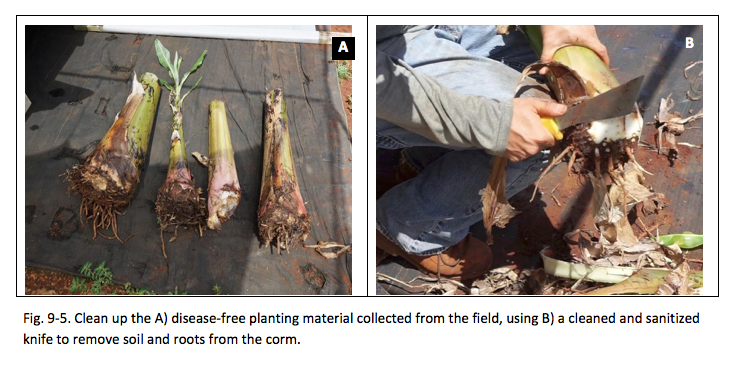 Fig. 9-5. Clean up the A) disease-free planting material collected from the field, using B) a cleaned and sanitized knife to remove soil and roots from the corm.