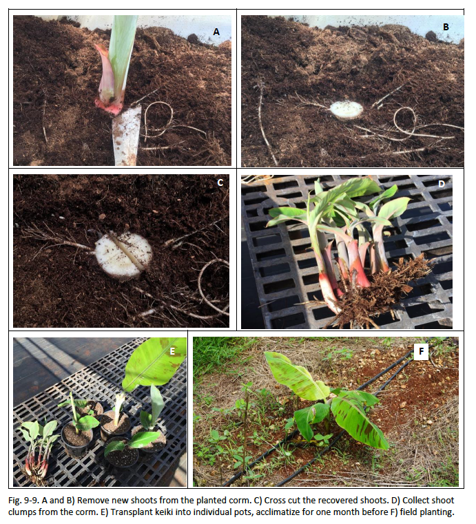 Fig. 9-9. A and B) Remove new shoots from the planted corm. C) Cross cut the recovered shoots. D) Collect shoot clumps from the corm. E) Transplant keiki into individual pots, acclimatize for one month before F) field planting. 