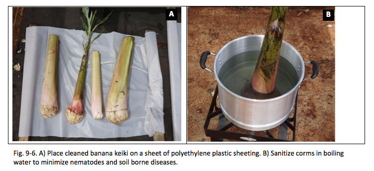 Fig 9-6 A) Place cleaned banana keiki on a sheet of polyethylene plastic sheeting B) Sanitize corms in boiling water to minimize nematode and soil borne diseases.