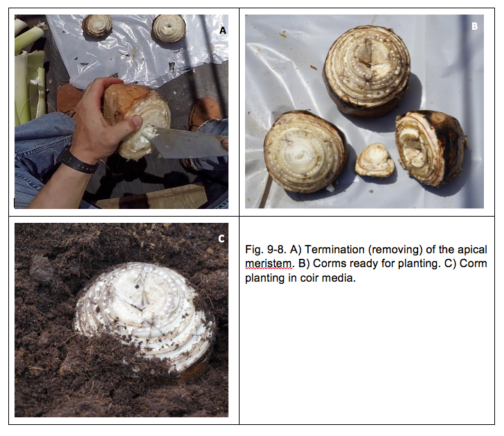 Fig. 9-8. A) Termination (removing) of the apical meristem. B) Corms ready for planting. C) Corm planting in coir media.