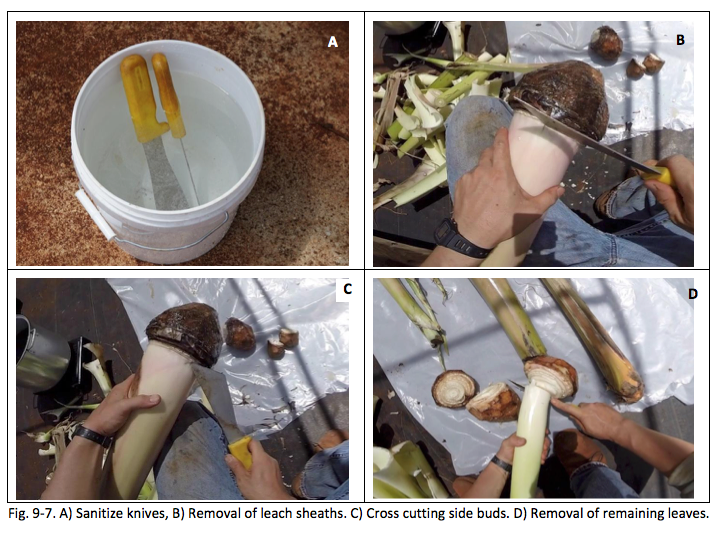 Fig. 9-7. A) Sanitize knives, B) Removal of leach sheaths. C) Cross cutting side buds. D) Removal of remaining leaves