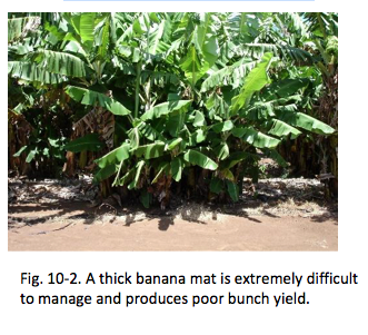 Fig. 10-2. A thick banana mat is extremely difficult to manage and produces poor bunch yield.