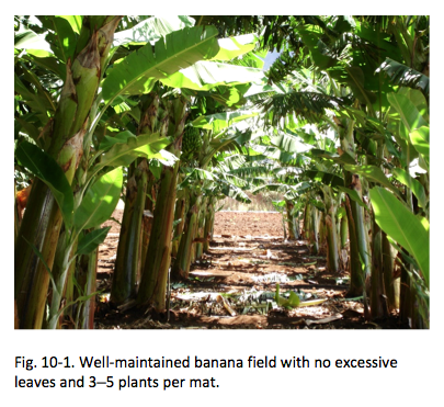 Fig. 10-1. Well-maintained banana field with no excessive leaves and 3–5 plants per mat.