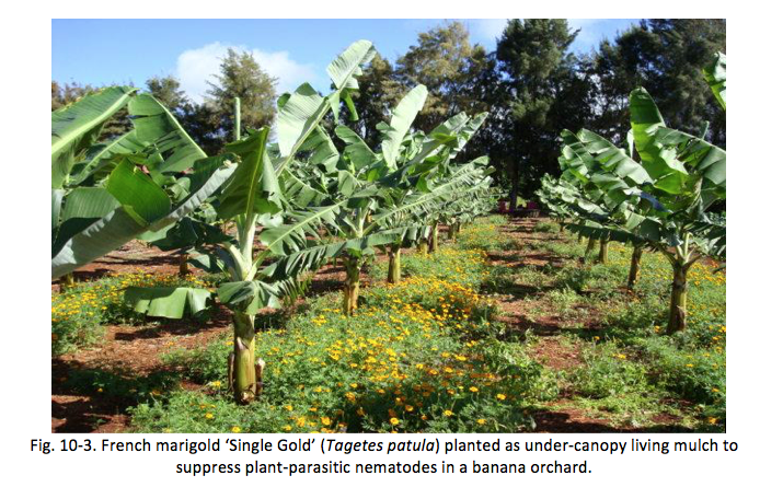 Fig. 10-3. French marigold ‘Single Gold’ (Tagetes patula) planted as under-canopy living mulch to suppress plant-parasitic nematodes in a banana orchard.