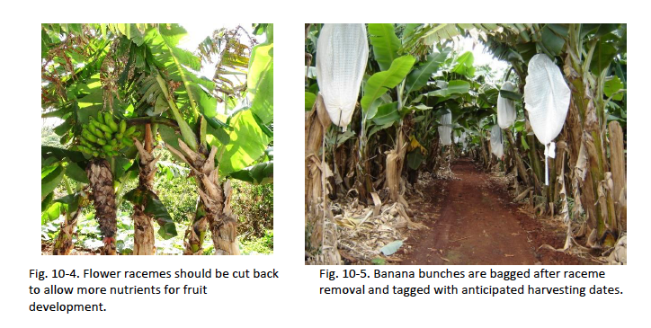 Fig. 10-4. Flower racemes should be cut back to allow more nutrients for fruit development. Fig. 10-5. Banana bunches are bagged after raceme removal and tagged with anticipated harvesting dates.