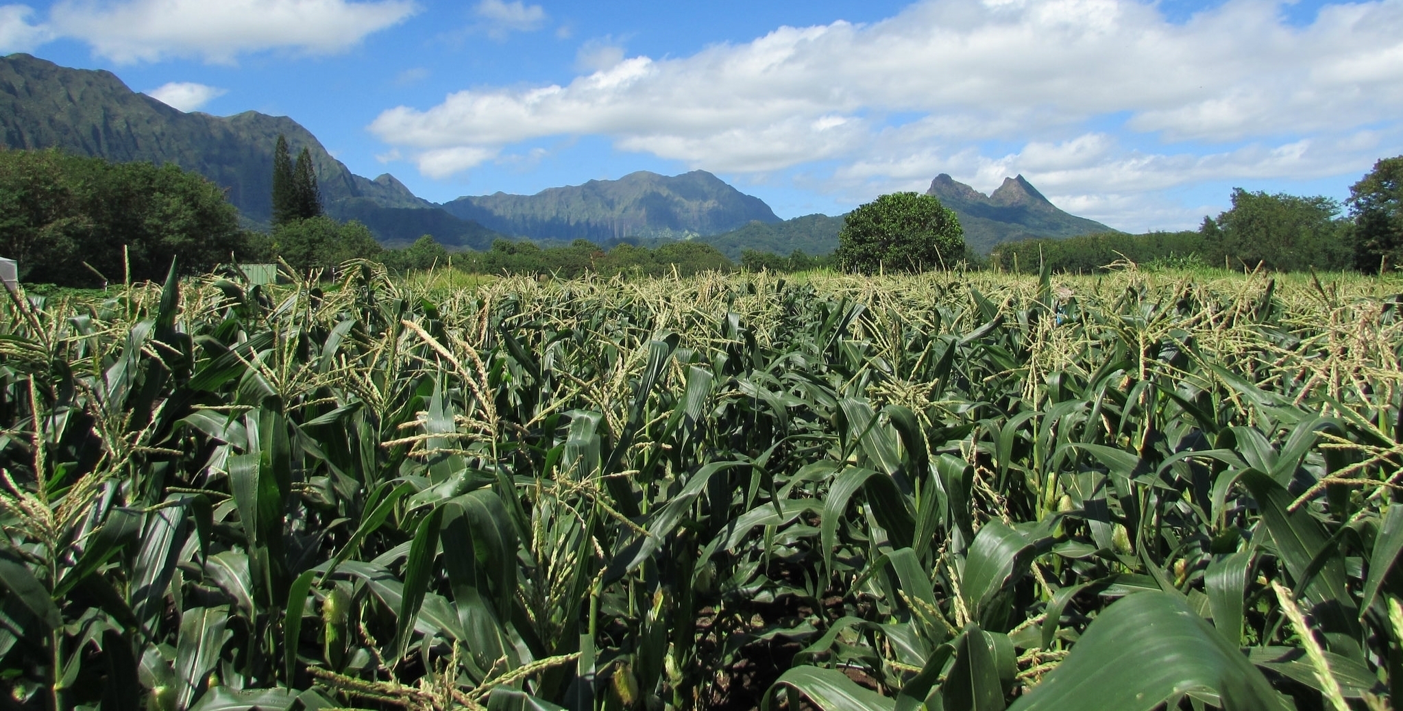 Waimanalo Corn Field