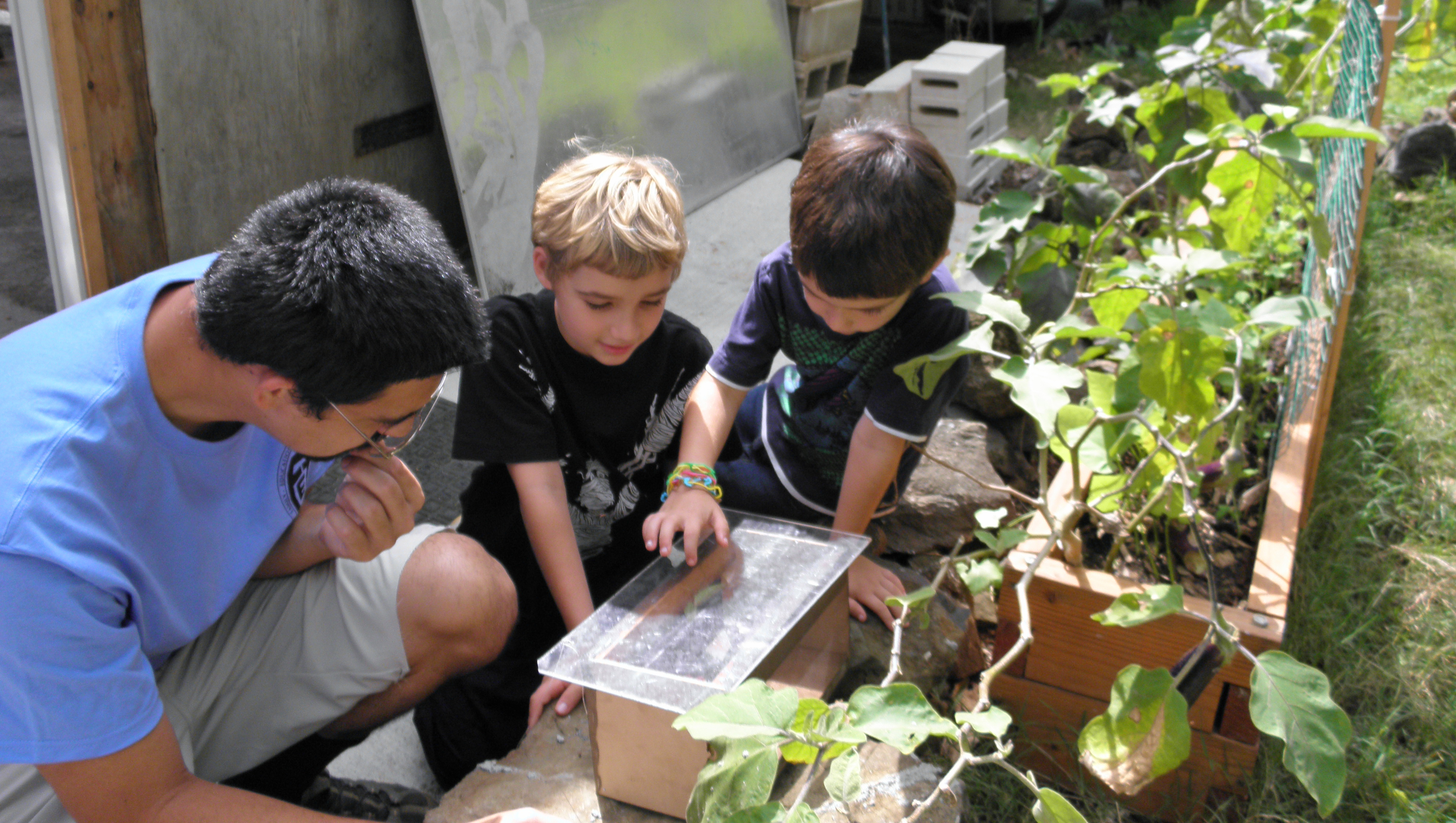 Two young boys and a college student examining a plant from a garden.