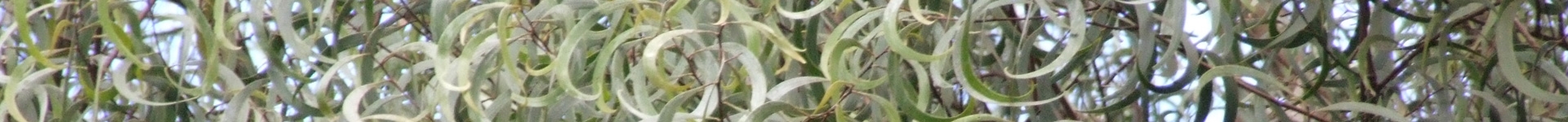 ornamental bar of koa leaves