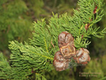 Cupressus macrocarpa, Monterey Cypress leaf and cone