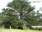 Cupressus macrocarpa tree