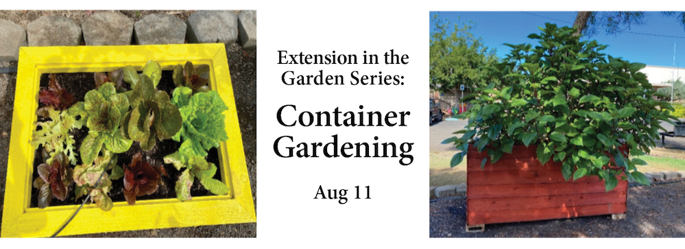 Container Gardening, Aug 11