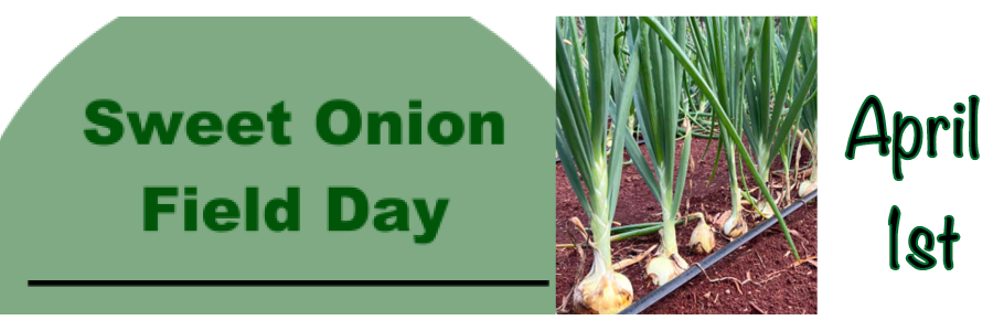 Sweet onion, April 1